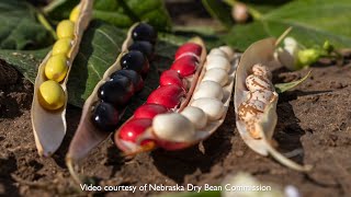From Farm to You: Dry Beans by LNKTV Health 82 views 2 months ago 2 minutes, 26 seconds