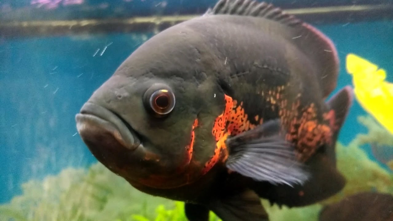 New oscar fish tank - YouTube New oscar fish tank - YouTube