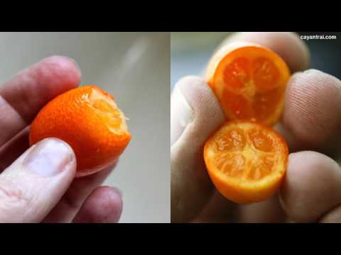 Video Giới thiệu cây tắc thái trái dài (Tắc mỹ). Đợt hàng... - youtube