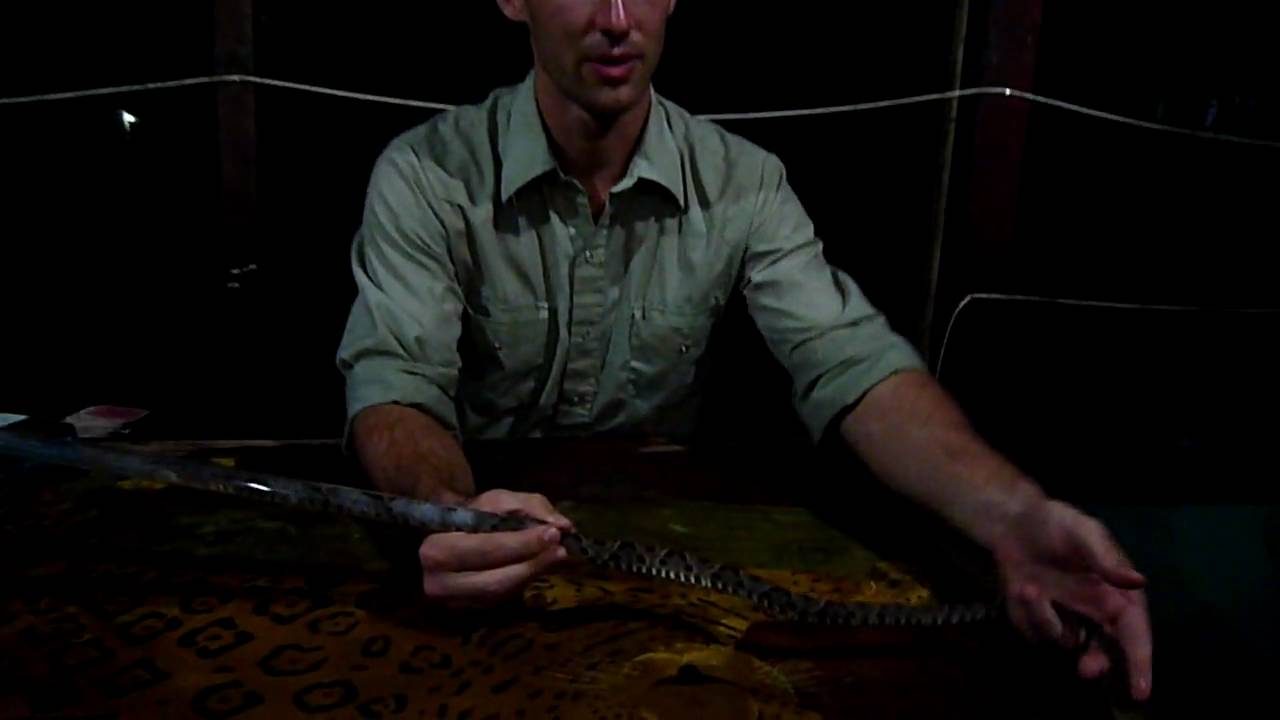 costa maya SWT- Deadliest snake in Latinamerica