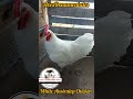 White Australop Chicken
