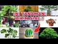 Ngeri ! ini 9 Tanaman Pembawa Sial