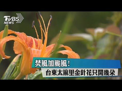 焚風加颱風！　台東太麻里金針花只開幾朵