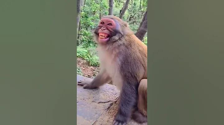 Funny Monkey । Monkey Viralvideo #shortvideo #trending #viralvideo #love