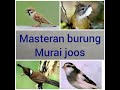Masteran Murai Batu Mp3 - Mp4 Download