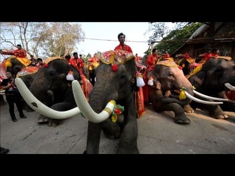 Video: Día Del Elefante Tailandés