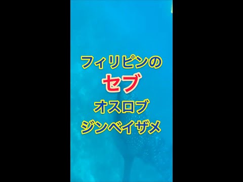 オスロブでジンベイザメに会えるツアーに参加してみた