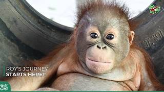 ORANGUTAN ROY'S JOURNYE STARTS HERE!
