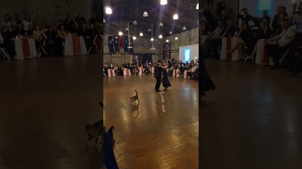 Cat on Tango Performance :)