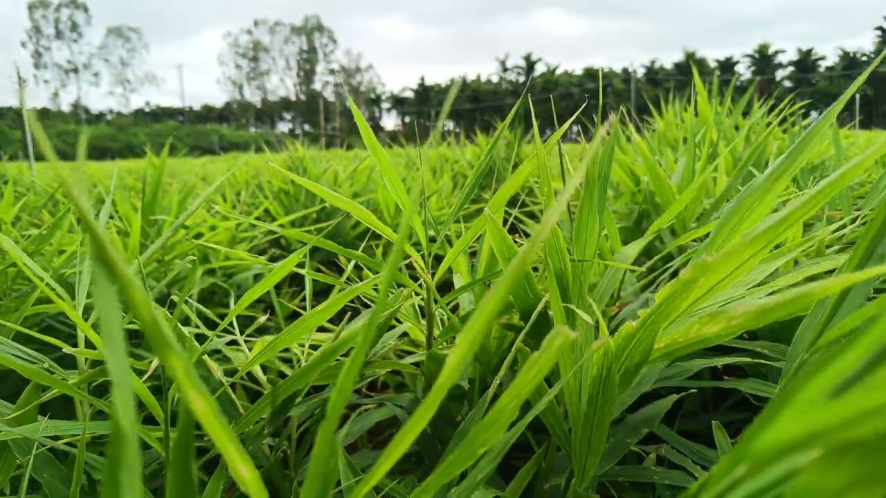 🌱 17/09/2025 | Ginger Farming Field Tour | Latest Crop Update 🫚🚜