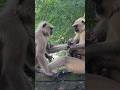 ल ग र क बच च क म र Cute Langoor Baby Ko Langoor Ne Mara Langoor Monkey Bandar Hanuman ल ग र क बच च क म र Cute Langoor Baby Ko Langoor Ne Mara Langoor Monkey Bandar Hanuman