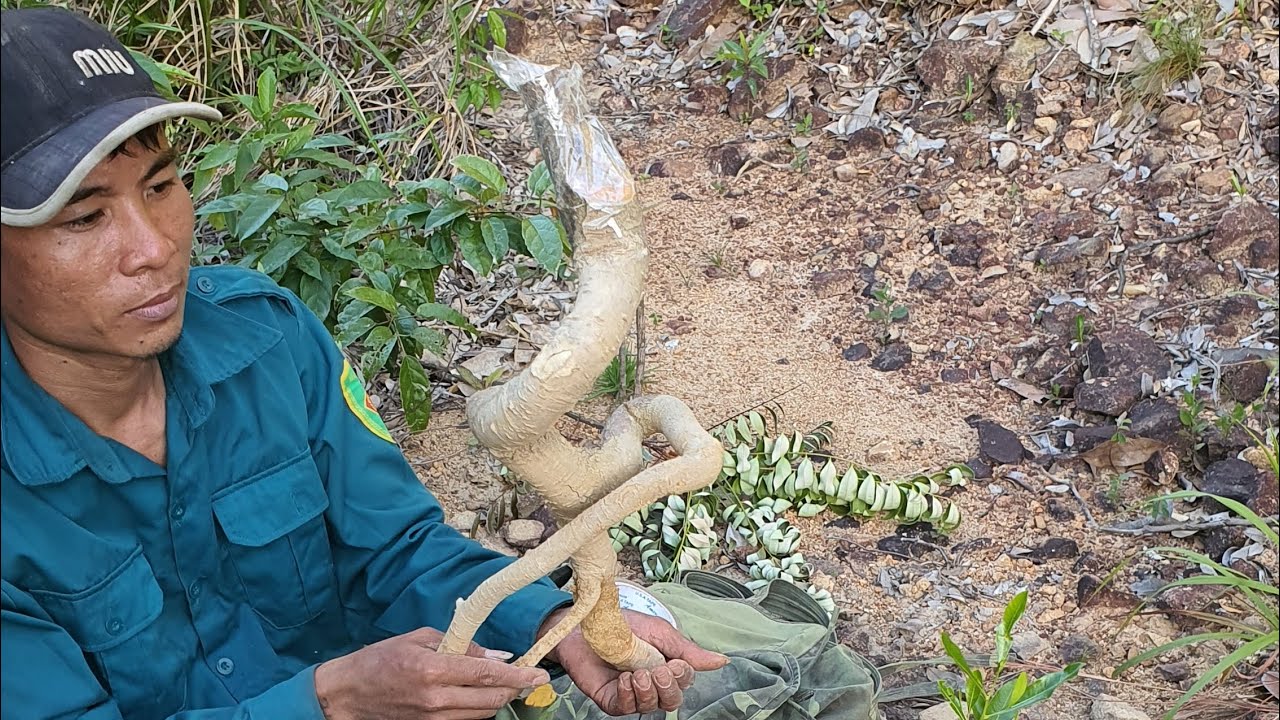 Cây chà nga,,,S,,,998