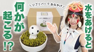 もののけ姫「コダマ苔鑑賞セット」が凄かった！ - YouTube