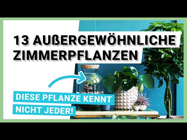 samenechtes saatgut Bio Wilde Rauke Samen kaufen ➤ Bio-zertifiziert