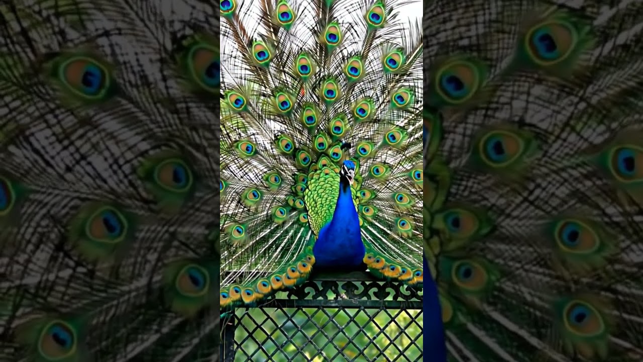Peacock Calling and Dancing | Stunning Courtship Display in Nature" 