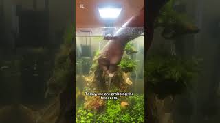 I’m Re-Planting This EVERY Single Day. #aquarium #aquascaping #aquascape #aquariumlife