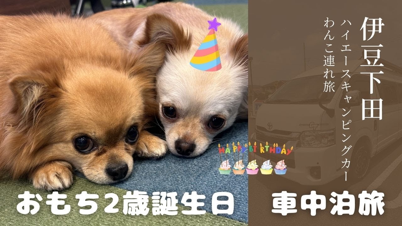 【伊豆下田/車中泊旅】おもち2歳のお誕生日旅行で下田海中水族館へ！が、寄り道しまくりの無計画旅・・・／トイファクトリーGT