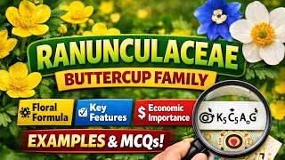 Ranunculaceae Characteristics, Floral Formula, Examples Economic Importance Botany