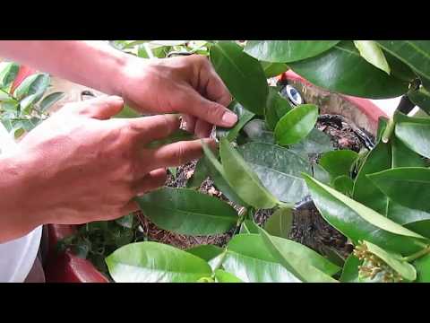 Video CÁCH UỐN CÂY BÔNG TRANG - youtube