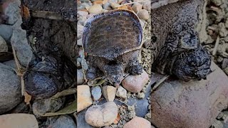 Soft shell turtle #shorts