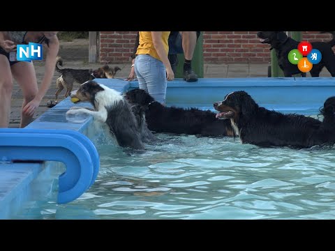 Honden nemen frisse duik in buitenzwembad Heiloo: "Dit is fantastisch!"