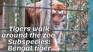 Tigers walk around the zoo. Subspecies: Bengal tiger