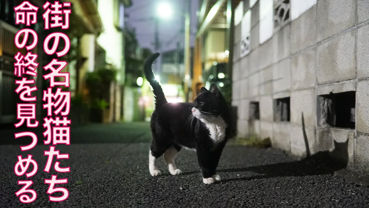 住宅街の名物猫たち、街を見守った鋭き瞳 My fatal cats' eyes