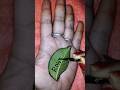green leaf 🌿 beautiful "Rohini"❣️ name mehandi design ⚡⚡#trending #ytshorts#mehndi#love#shortsviral