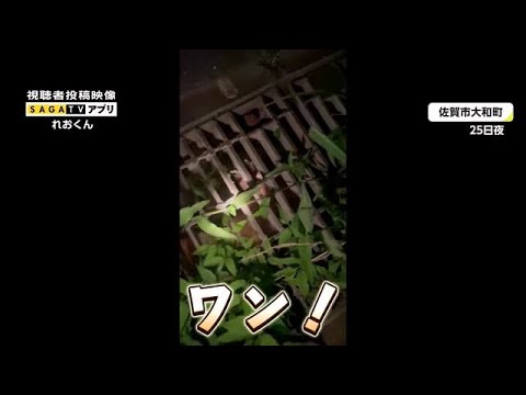 側溝から「ワン...」"2時間の救出劇"1週間前から迷子の犬 無事に飼い主の元へ【佐賀市】 (22/07/28 19:05) - 側溝から「ワン...」"2時間の救出劇"1週間前から迷子の犬 無事に飼い主の元へ【佐賀市】 (22/07/28 19:05)