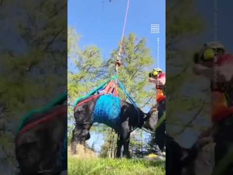 Cow With Broken Leg Airlifted to Safety in Switzerland