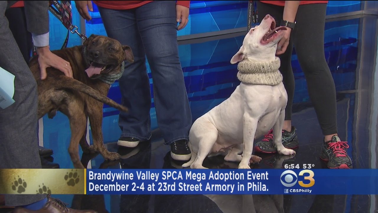 Over 1,000 Pets Looking For Forever Homes At Mega Adoption Event In ...