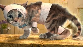 ПРИКЛЮЧЕНИЕ МАЛЕНЬКОГО КОТЕНКА / купаем, лечим #котика на ХЭЛЛОУИН. Мультик про котика #ПУРУМЧАТА ПРИКЛЮЧЕНИЕ МАЛЕНЬКОГО КОТЕНКА / купаем, лечим #котика на ХЭЛЛОУИН. Мультик про котика #ПУРУМЧАТА