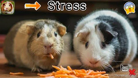 Como saber se meu porquinho da índia está estressado?