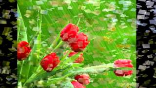 Chris Norman - Suzi Quatro - Stumblin´in