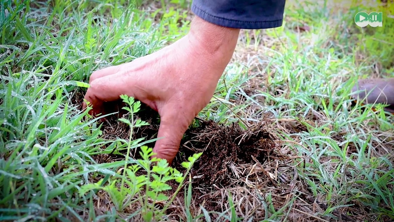 106 Ecoanimación Frutales Cubierta Vegetal Jorge Sánchez Casas