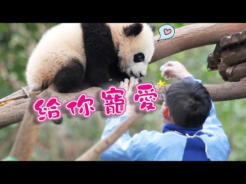 《熊貓主題趴》人類對大熊貓能有多寵？ | iPanda熊貓頻道