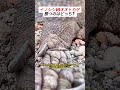イノシシVSオオトカゲ、勝つのはどっち? #コモドオオトカゲ #野生の世界 #驚きの瞬間 #動物ストーリー #自然ドキュメンタリー