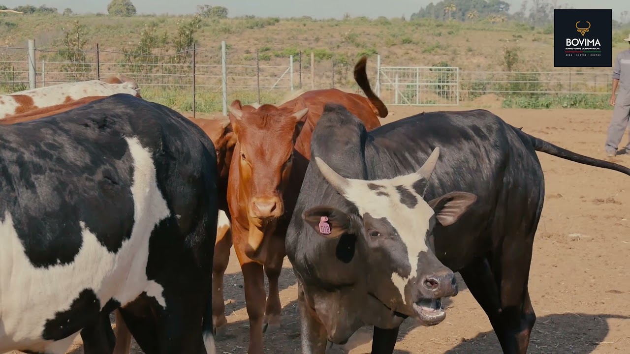 Bovima / INVISO GROUP