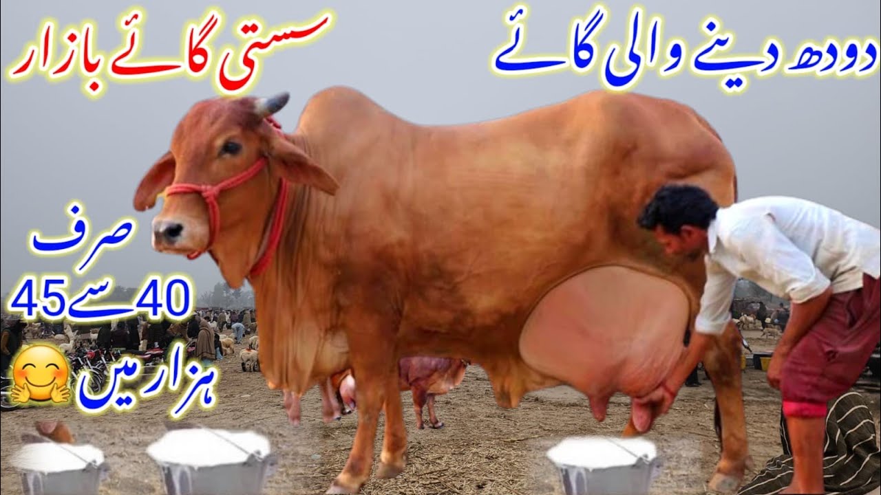 world-biggest-milking-cow-market-dgkhan-highest-milk-sahiwal