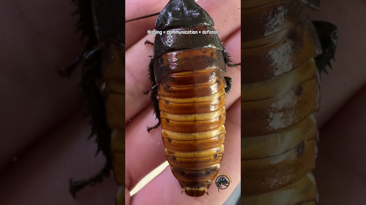 What would you do if you heard their menacing hiss? #cockroach #insect #cool