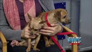Chemung SPCA Interview GMTT 1 26