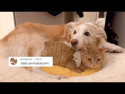 안정형 떼껄룩과 불안형 강아지의 하루