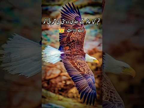 تم کیا جانو گے ہماری دوستی Urdu Shayari Status Sad Sad 4k