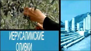 Иерусалимские оливки