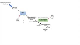 Purine Synthesis and Salvage Pathway