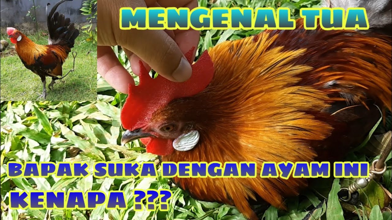 Hobi - Mengenal Tua Sang Calon Pikat Brugo (Bapak Suka dengan Ayam Ini)