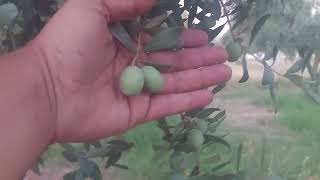 Zeytin Bahçemizde Son Hazırlıklar