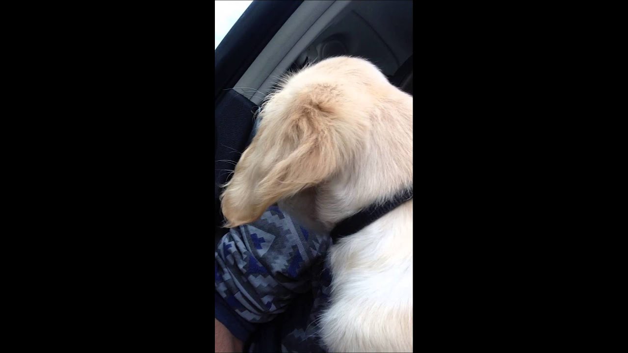 Dog pees on guy YouTube