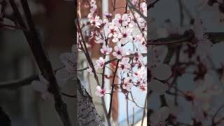 Flower and animal video in 4K HDR10+ while walking the neighbourhood - 20260518 131255