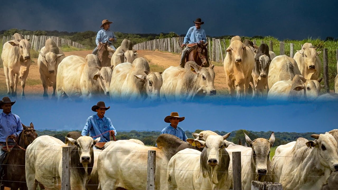 Levando boi gordo para o retiro da sede…